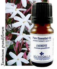 Jasmine Essential Oil (Undiluted, Absolute)