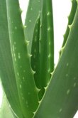 Aloe barbadensis (Aloe vera)